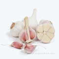 Shandong Fresh Pure White Garlic 4.5-6.0cm Fresh Chinese 6p Pure White Garlic Manufactory